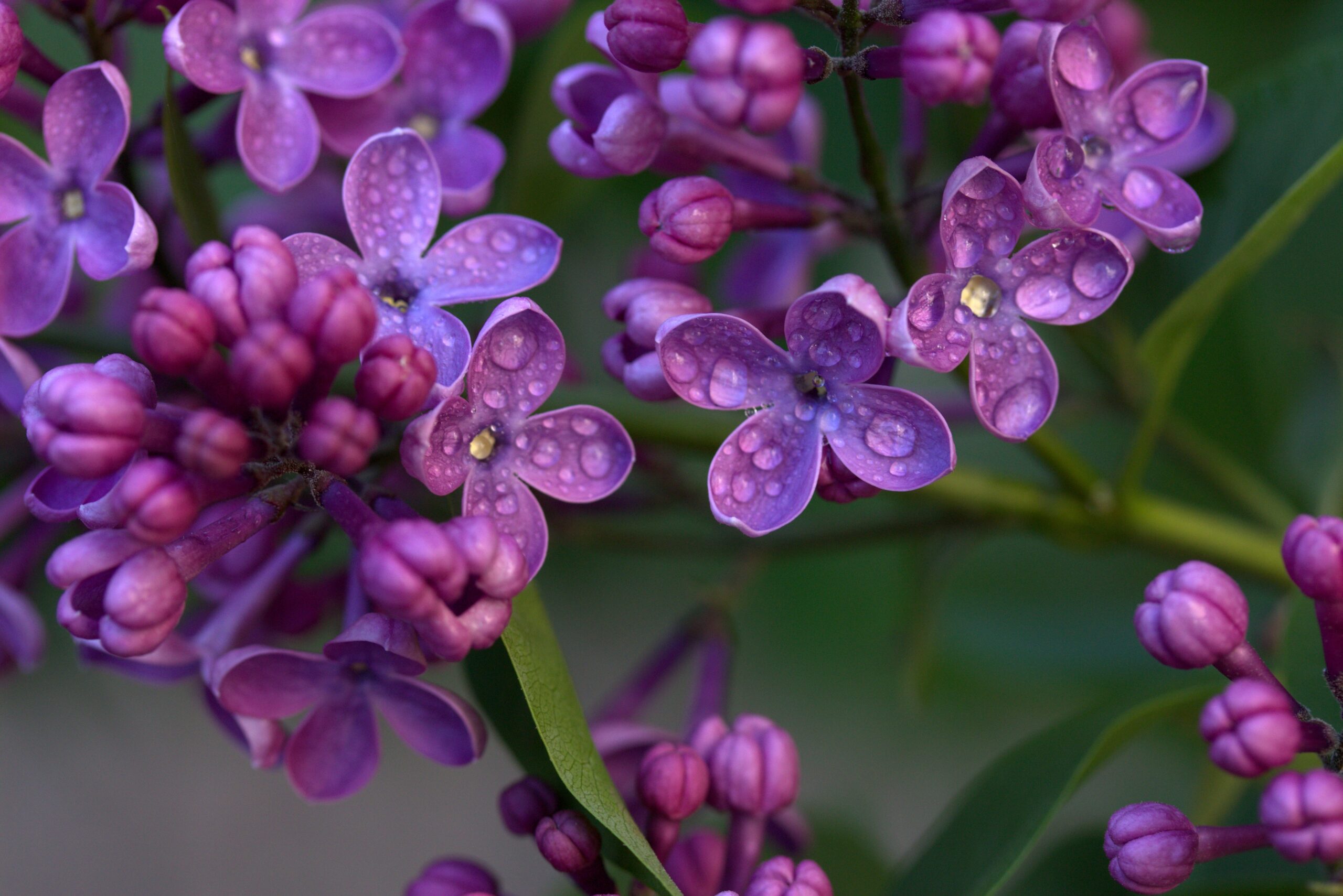 Lilacs